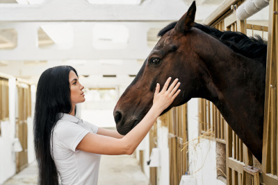dentiste chevale